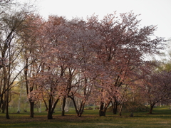 夕暮れの公園