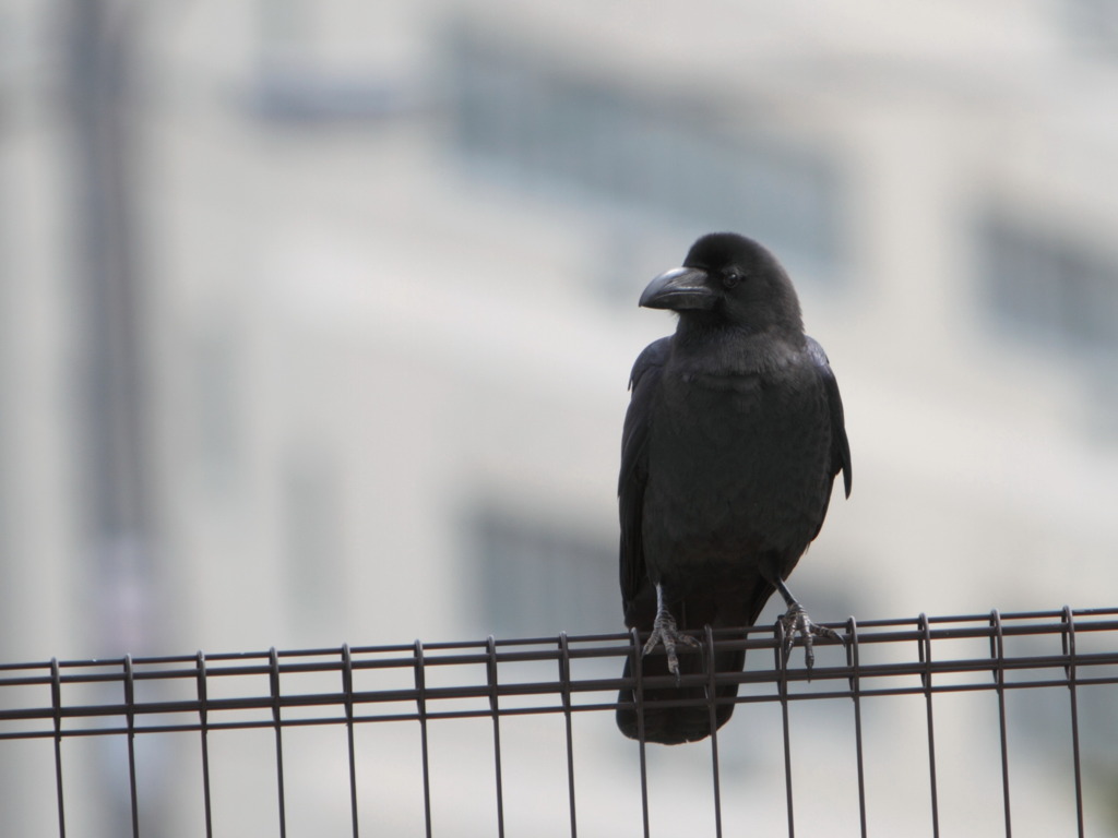 カラスも見学中です
