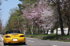 お気に入りのＳと桜