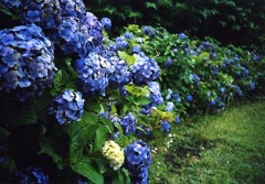 紫陽花