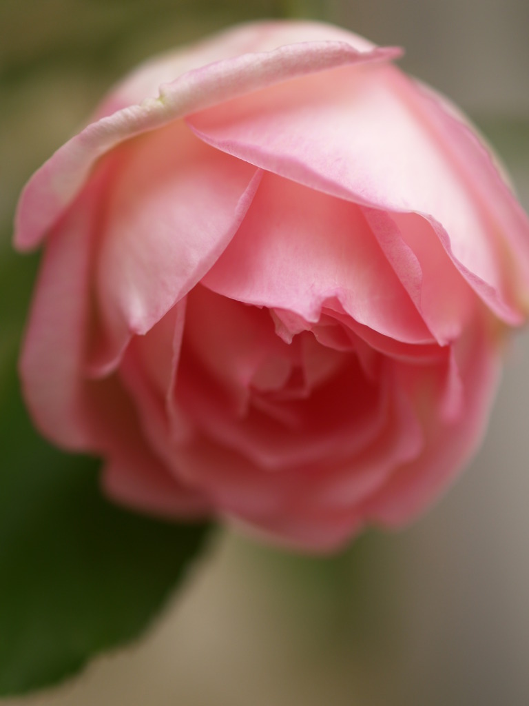 Duchesse de Brabant