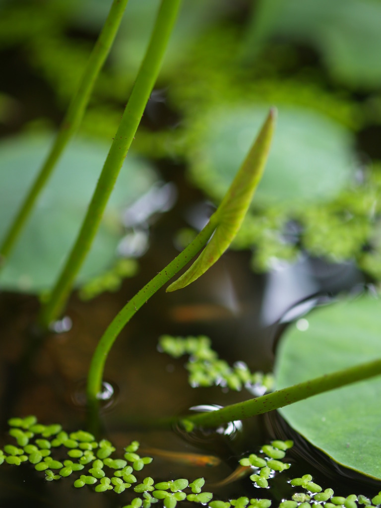 水辺