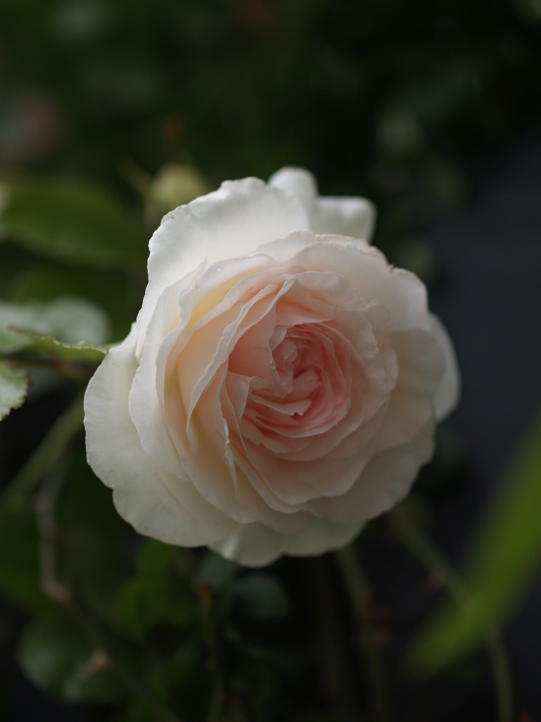 Blanc Pierre de Ronsard