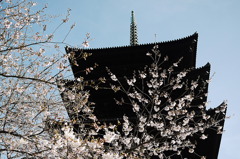 京都・仁和寺