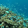 2010年夏 沖縄・渡嘉敷島