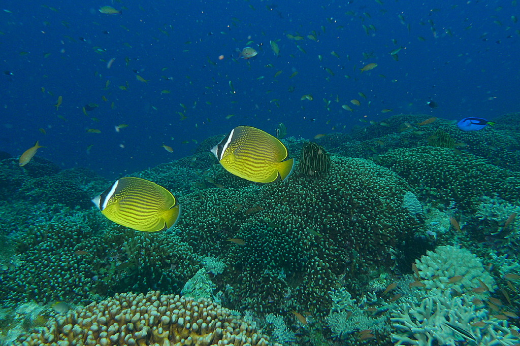 2010年夏 沖縄・渡嘉敷島