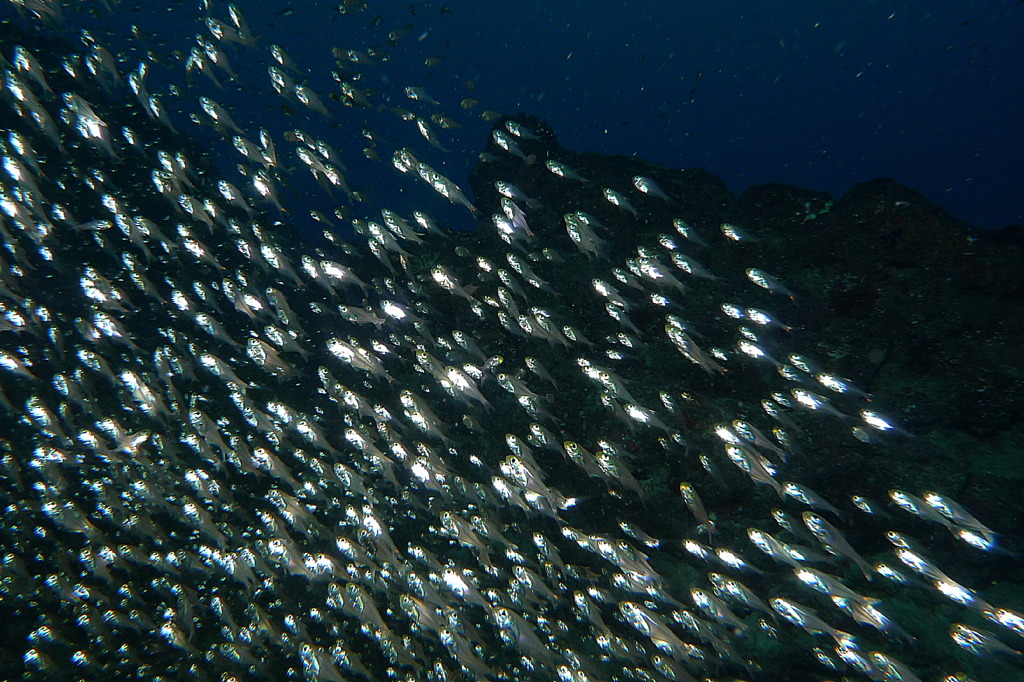 2010年夏 沖縄・渡嘉敷島