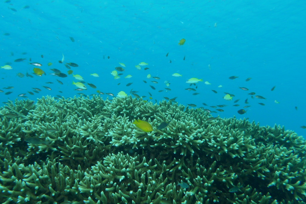 2010年夏 沖縄・渡嘉敷島