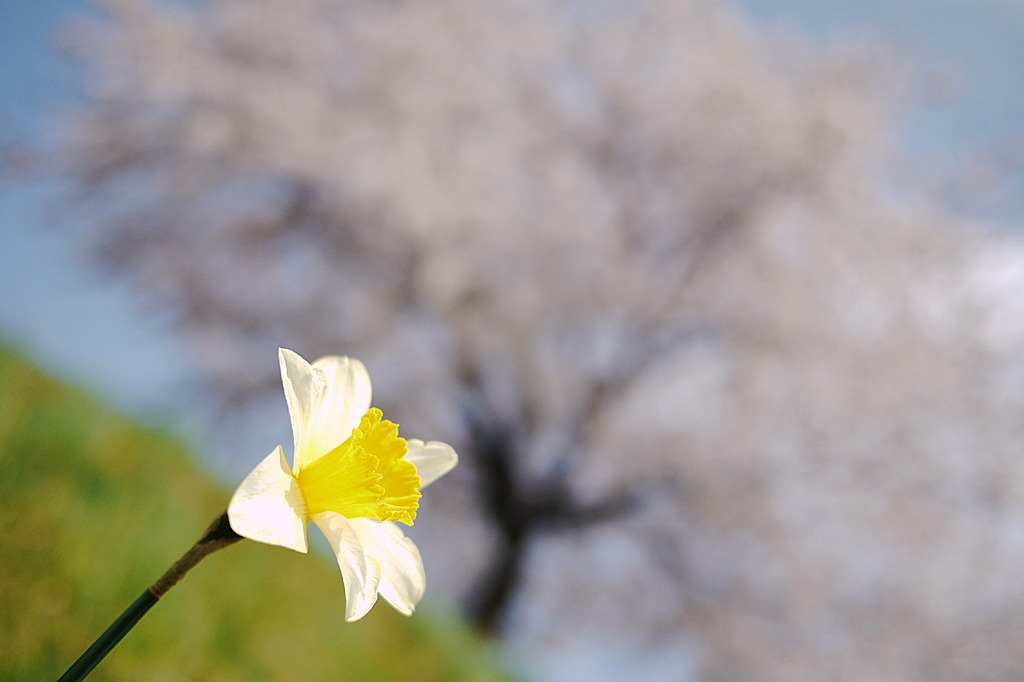 みちのく桜Ⅱ