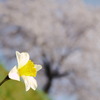 みちのく桜Ⅱ