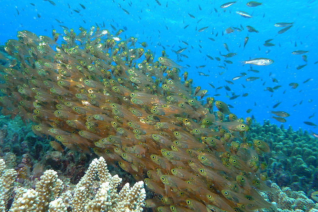 2010年夏 沖縄・渡嘉敷島