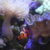 カクレクマノミ