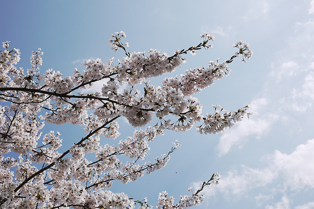 みちのく桜Ⅰ