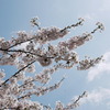 みちのく桜Ⅰ