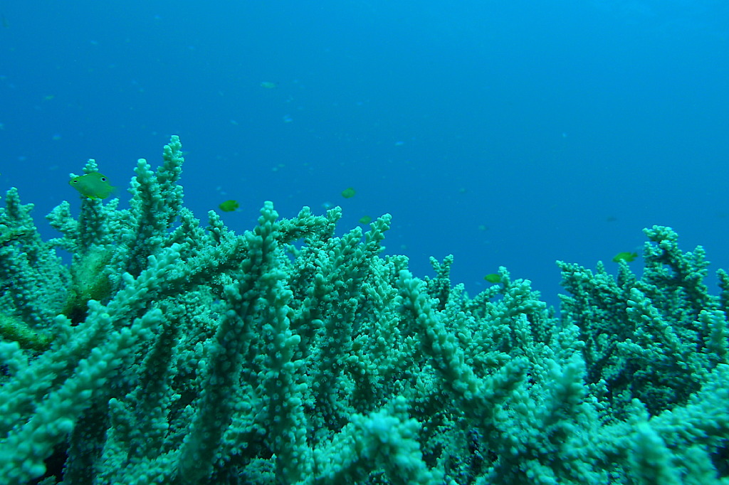 2010年夏 沖縄・渡嘉敷島