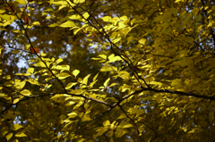 武蔵野の秋