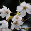 京都桜Ⅱ