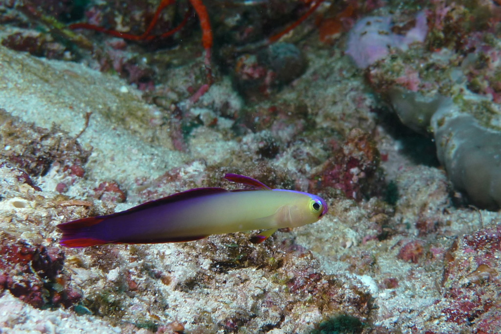 タイ・シミラン諸島