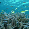 2010年夏 沖縄・渡嘉敷島