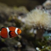 カクレクマノミ