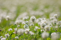 公園の花