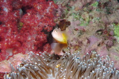 タイ・シミラン諸島