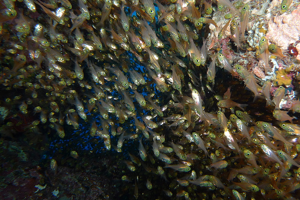 2010年夏 沖縄・渡嘉敷島