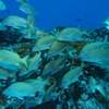 魚類