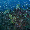 シミラン諸島