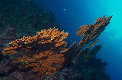 タイ・シミラン諸島