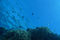 沖縄・渡嘉敷島