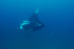 タイ・シミラン諸島