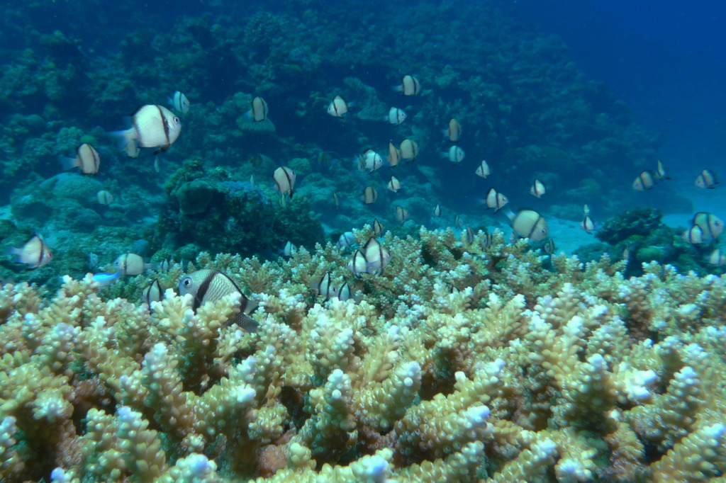 沖縄・渡嘉敷島