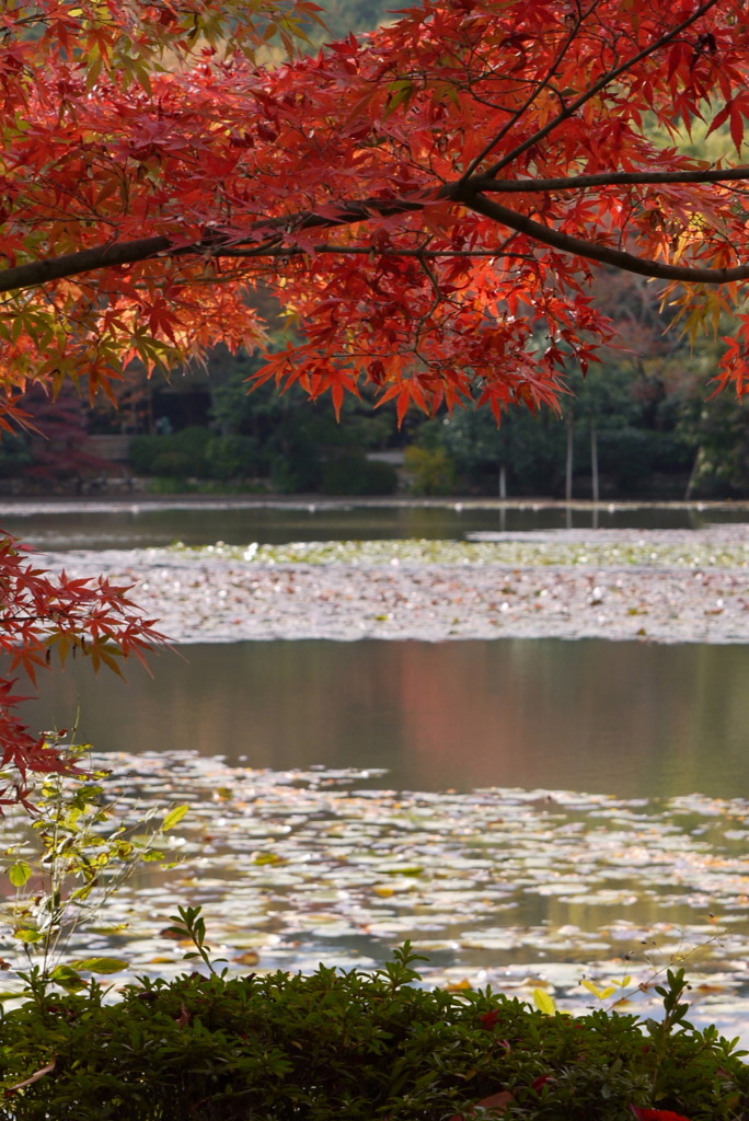 京都・龍安寺