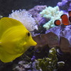 キイロハギとカクレクマノミ