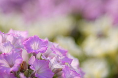 公園の花