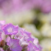 公園の花