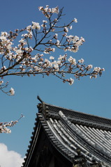 京都桜Ⅳ
