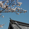 京都桜Ⅳ