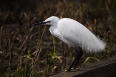 公園の鳥