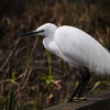 公園の鳥