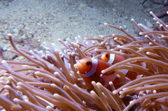 タイ・シミラン諸島