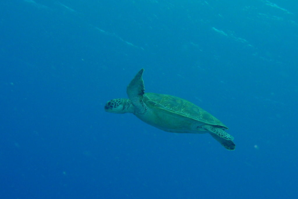 2010年夏 沖縄・渡嘉敷島