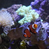 カクレクマノミ