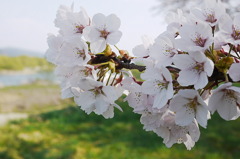 みちのく桜Ⅳ