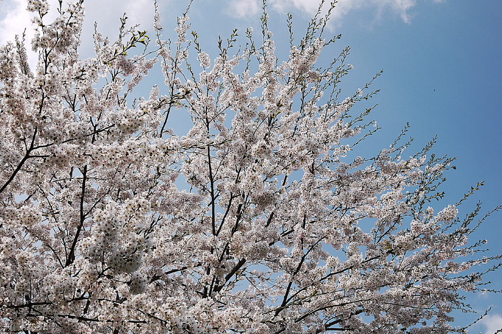 みちのく桜Ⅲ