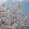 みちのく桜Ⅲ