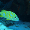 魚類