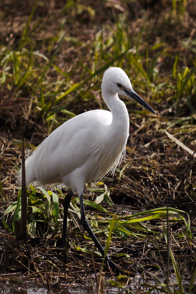 公園の鳥