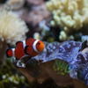 カクレクマノミ